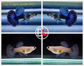 1 Pair - Live Guppy Fish - Blue Dragon Snake Skin Big Dorsal